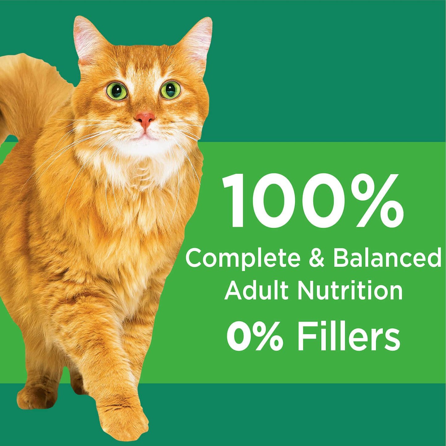 Iams Proactive Health Senior Chicken Dry Cat Food
