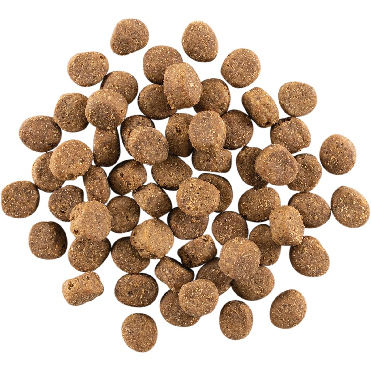Go! Solutions CARNIVORE Grain Free Salmon & Cod Dry Dog Food