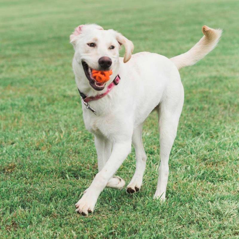 Chuckit! Breathe Right Fetch Ball