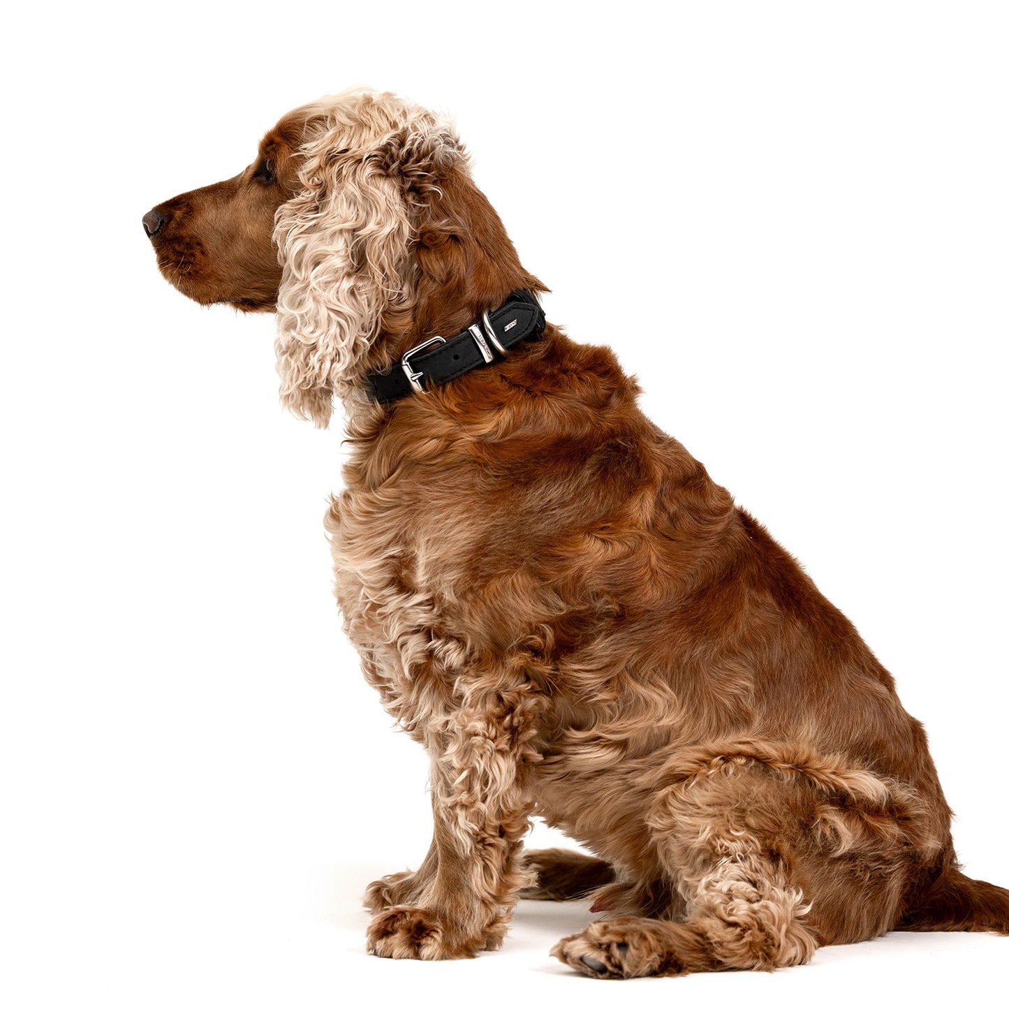 Ezydog Oxford Leather Collar Brown