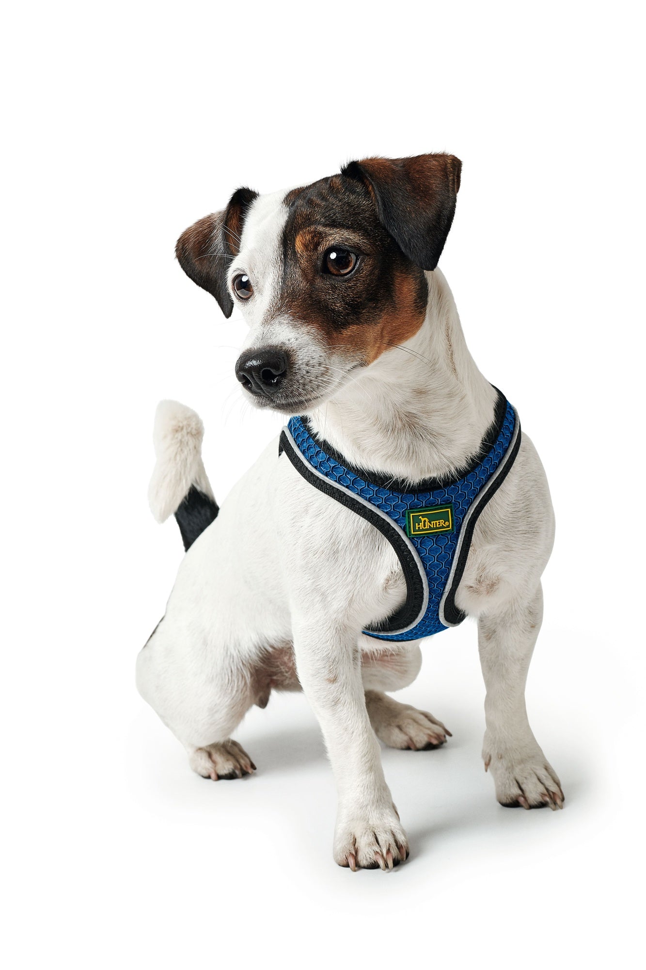 Hunter Hilo Harness for Dogs