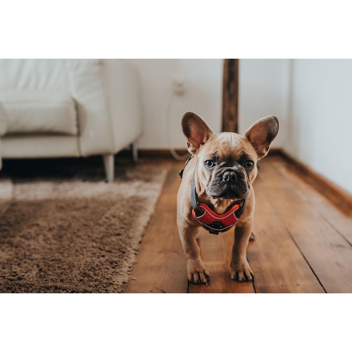 Hunter Divo Ergonomic Dog Harness