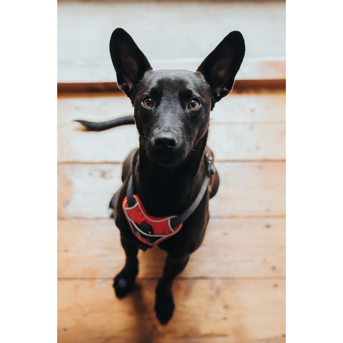 Hunter Divo Ergonomic Dog Harness