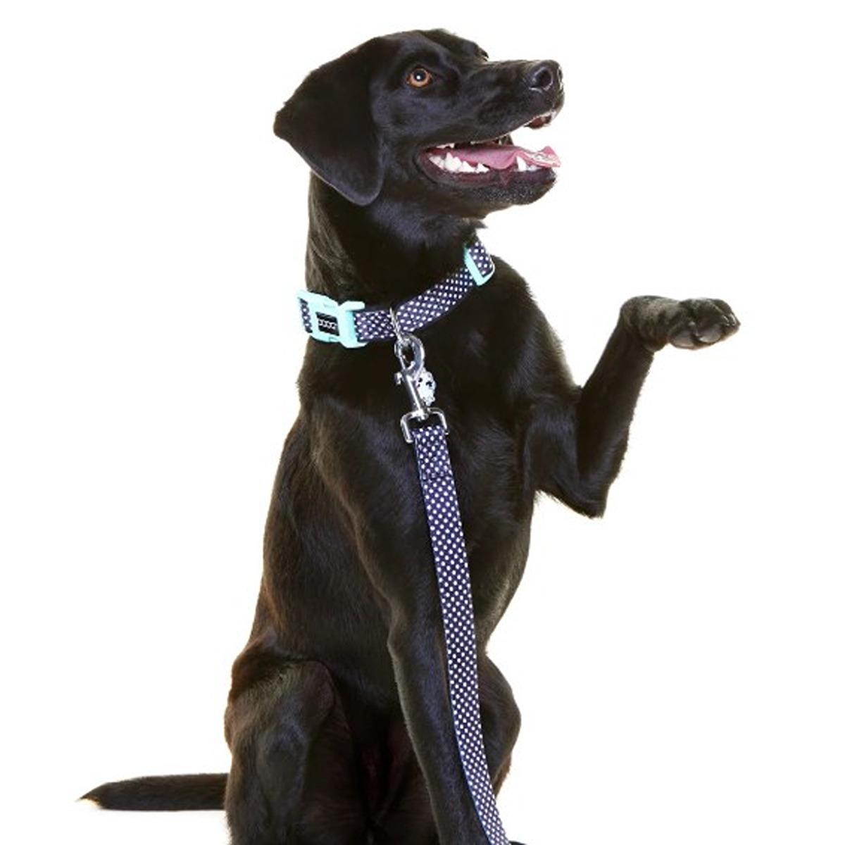 DOOG Neoprene Dog Collar Pongo