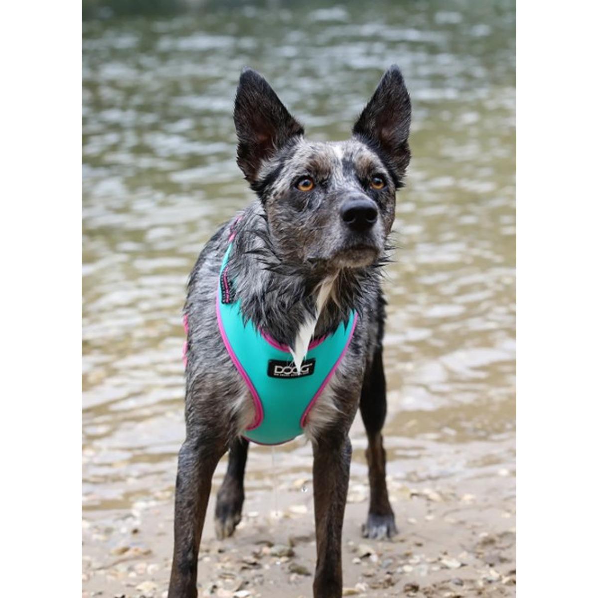 DOOG Neoflex Soft Dog Harness Rin Tin Tin