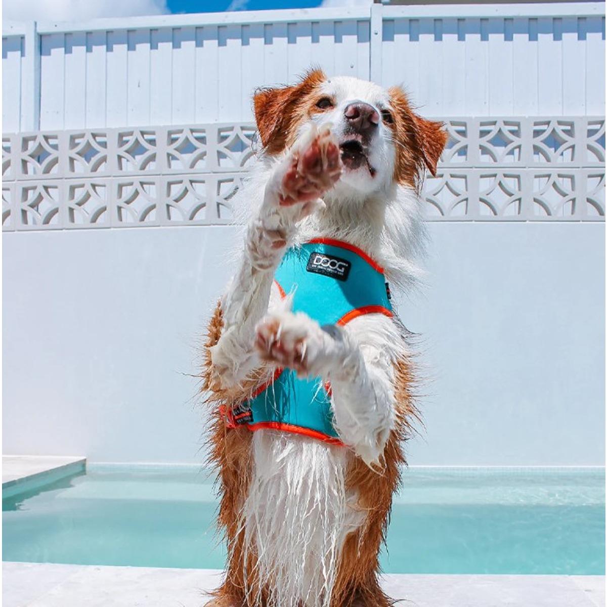 DOOG Neoflex Soft Dog Harness Beethoven