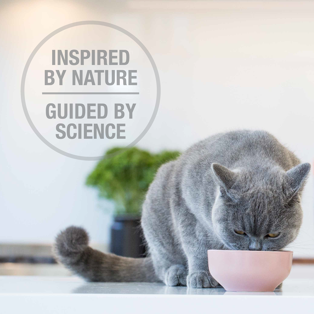 Feline Natural Freeze-Dried Chicken Feast Cat Food