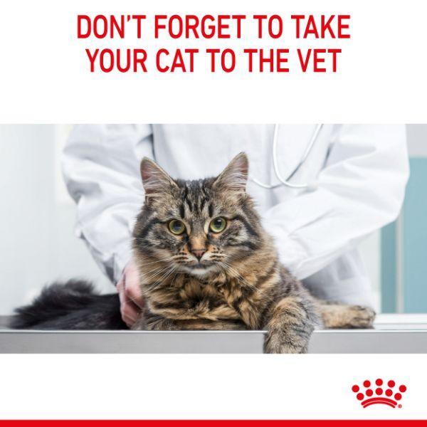 Royal Canin Urinary Care Jelly Wet Cat Food
