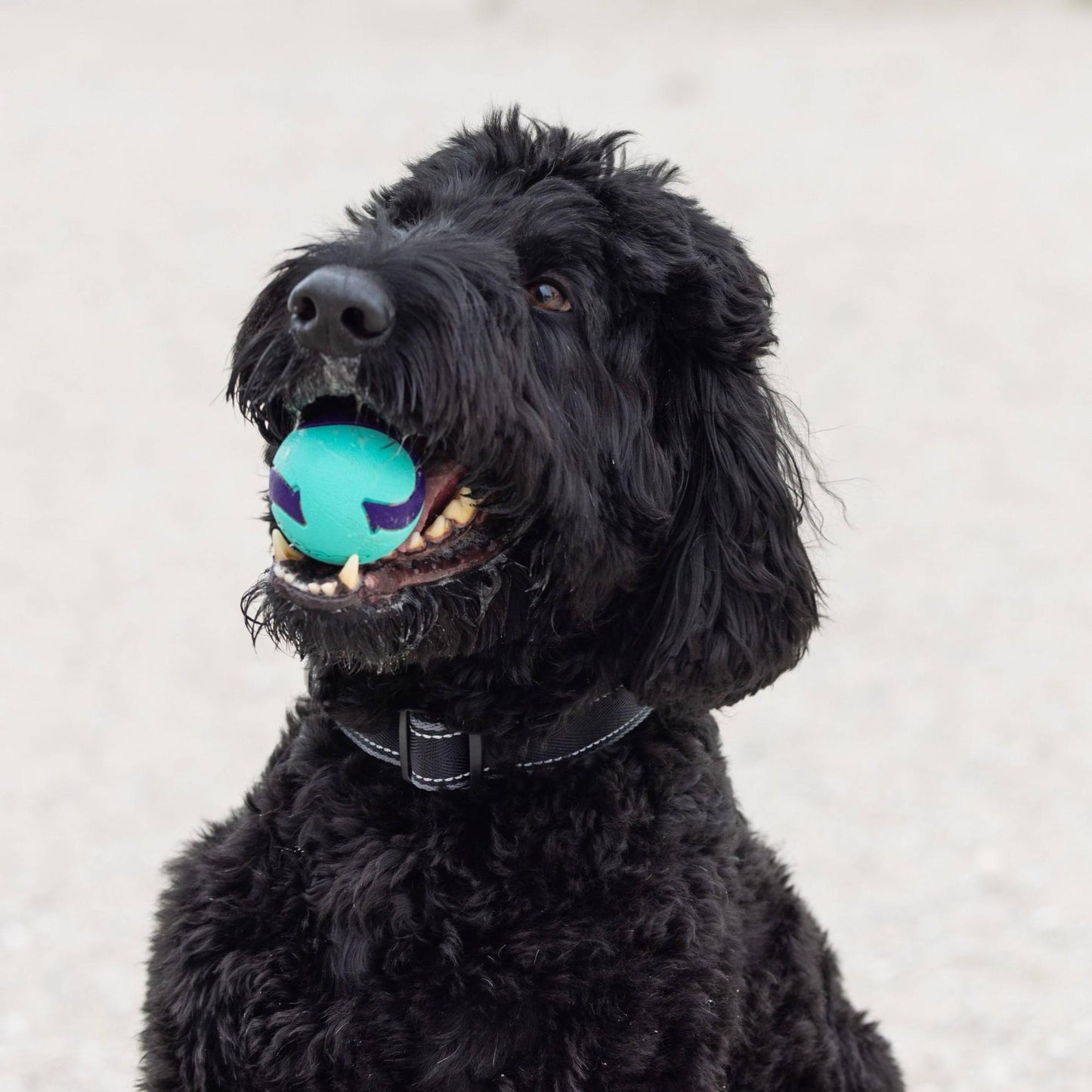 Go Get Extra Bounce Balls Dog Toy