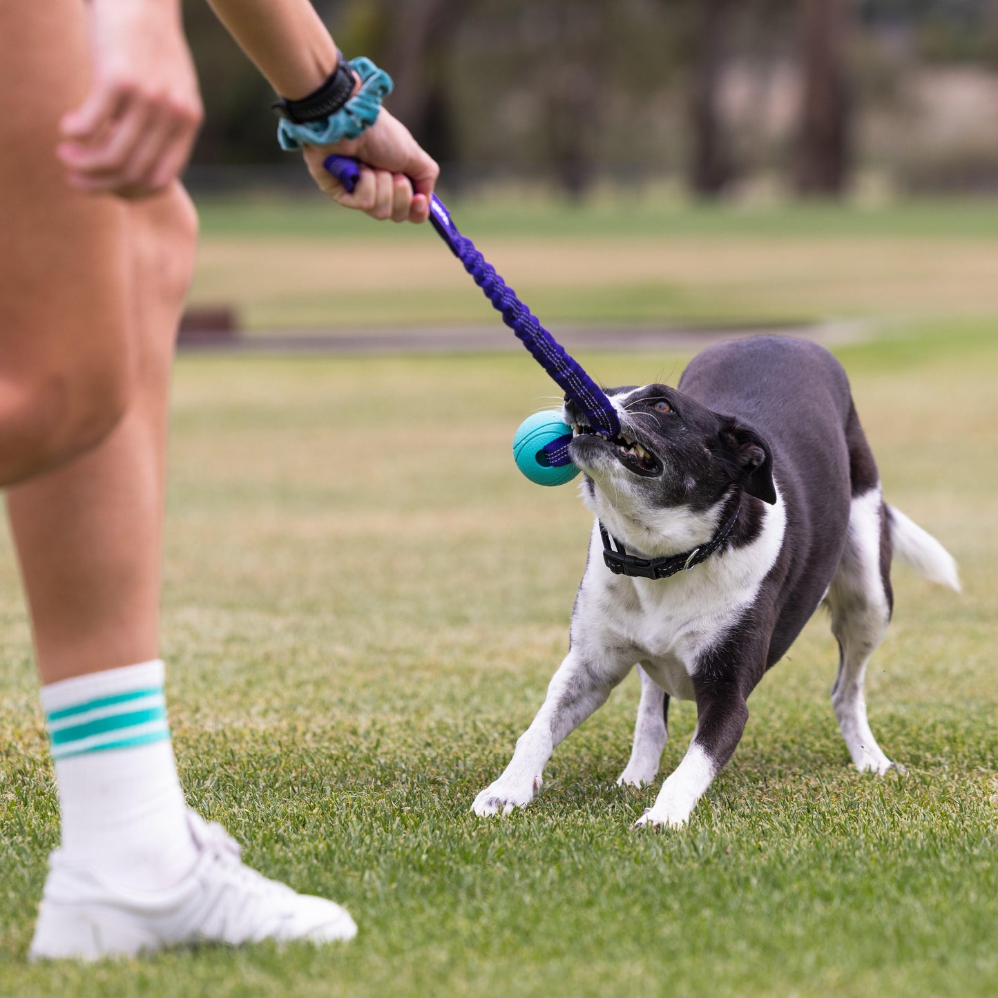 Go Get Bungee Tug Dog Toy