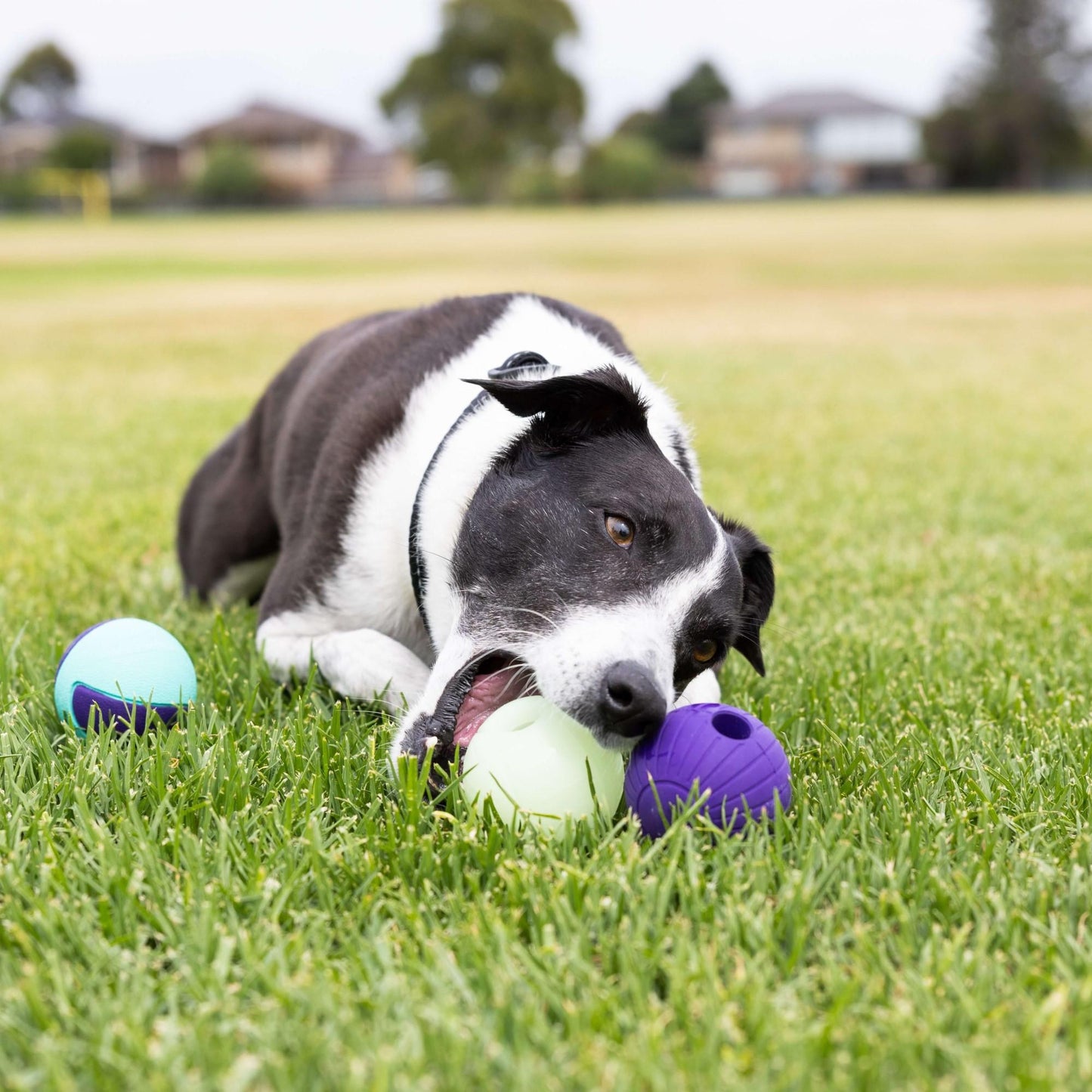 Go Get Rubber Ball Dog Toy