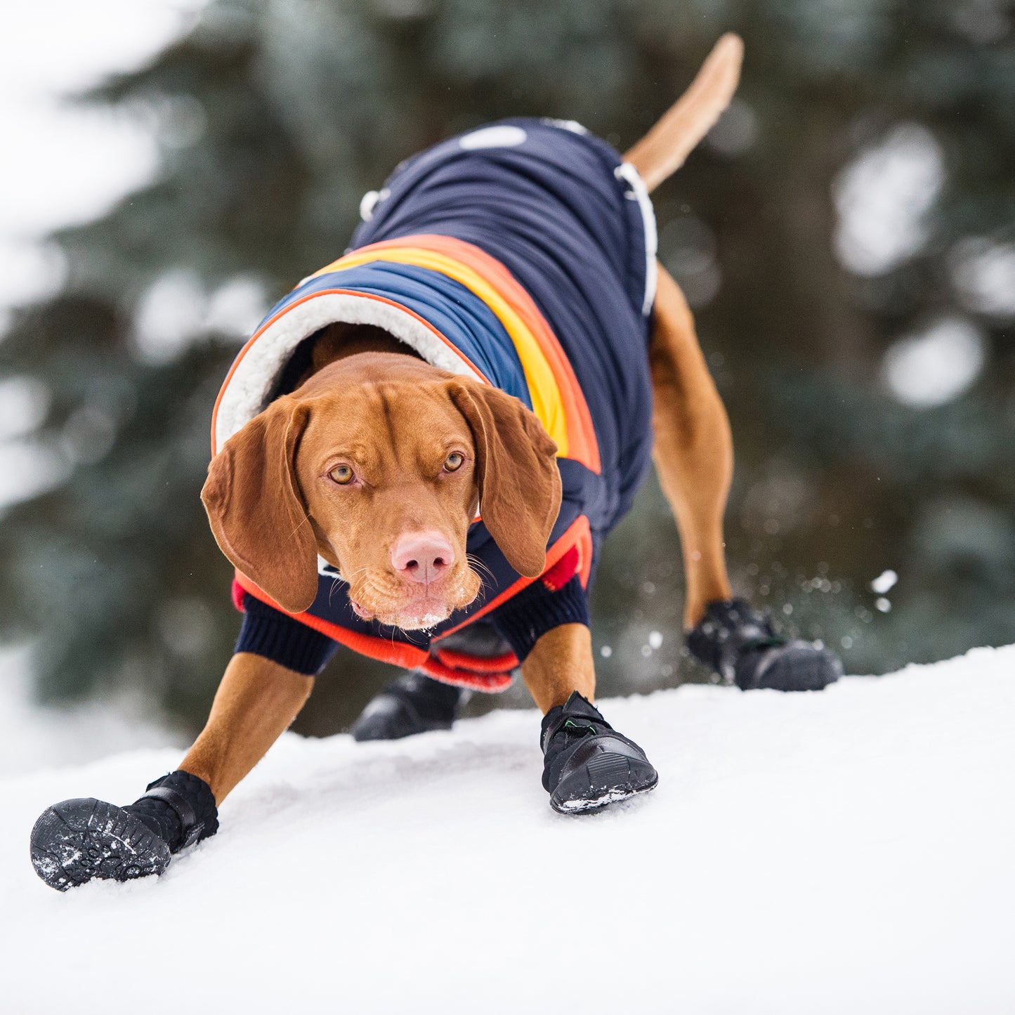 GF Pet Elasto-Fit Dog Boots