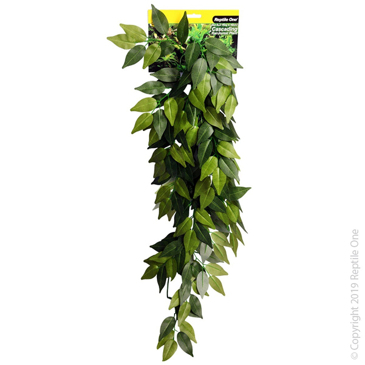 Reptile One Hanging Varigated Ivy Cascading Plant