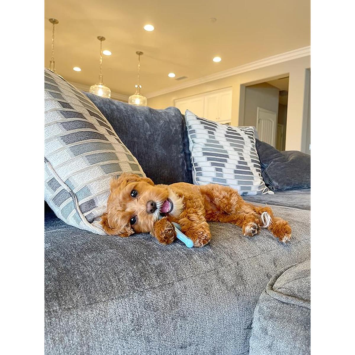 Nylabone Puppy Wishbone Chew Dog Toy