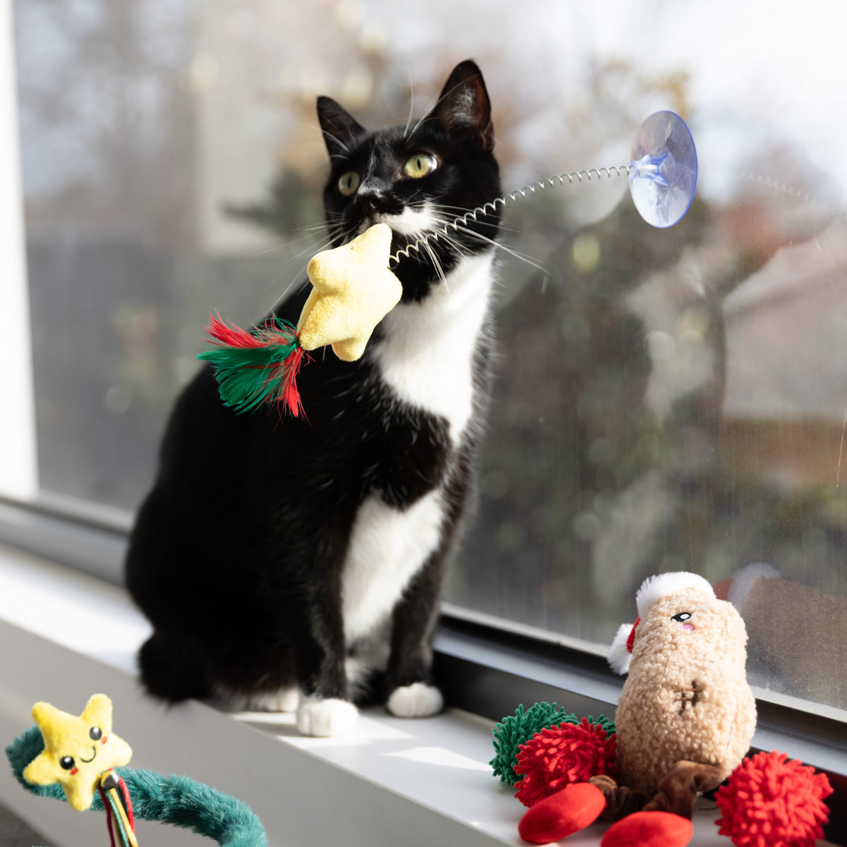 Petstock Christmas Star Suction Cat Teaser