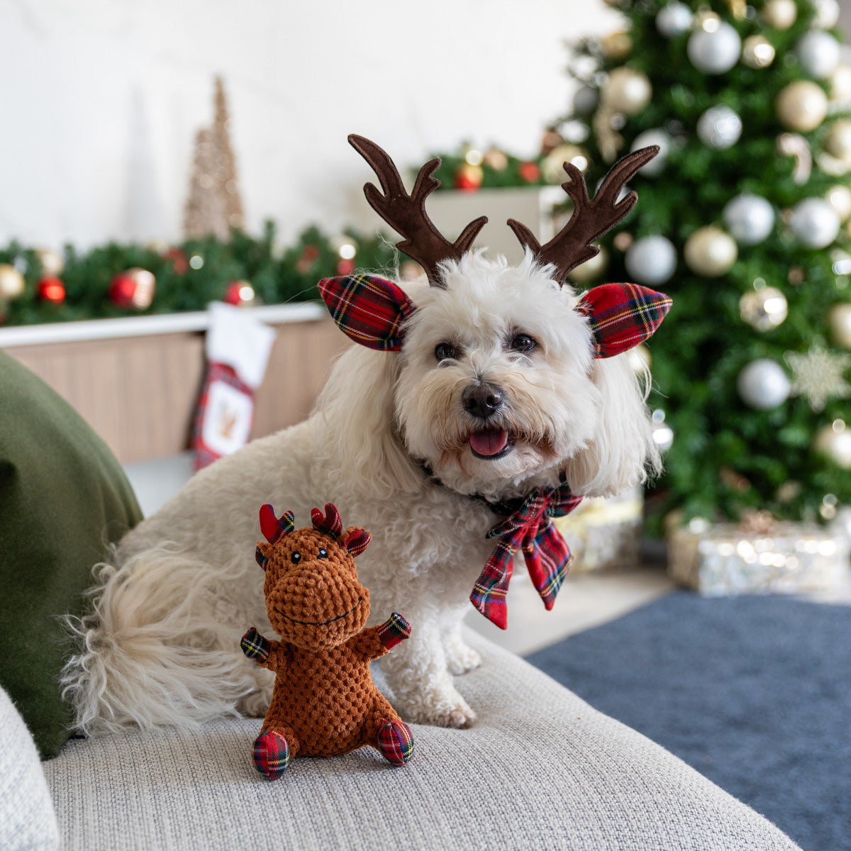 Petstock Foundation Christmas Sailor Bow