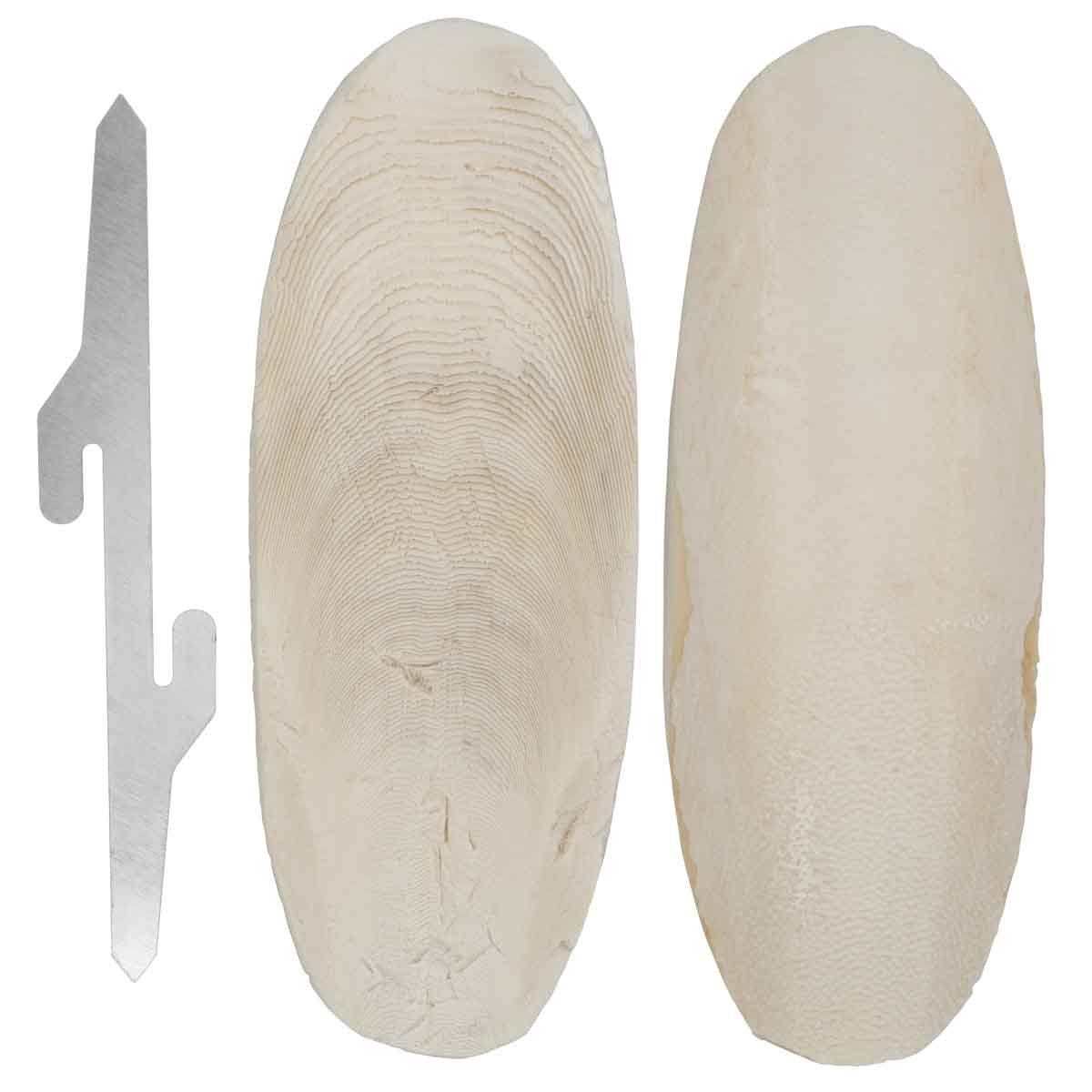 Lexi & Me Cuttlebone Twin Pack
