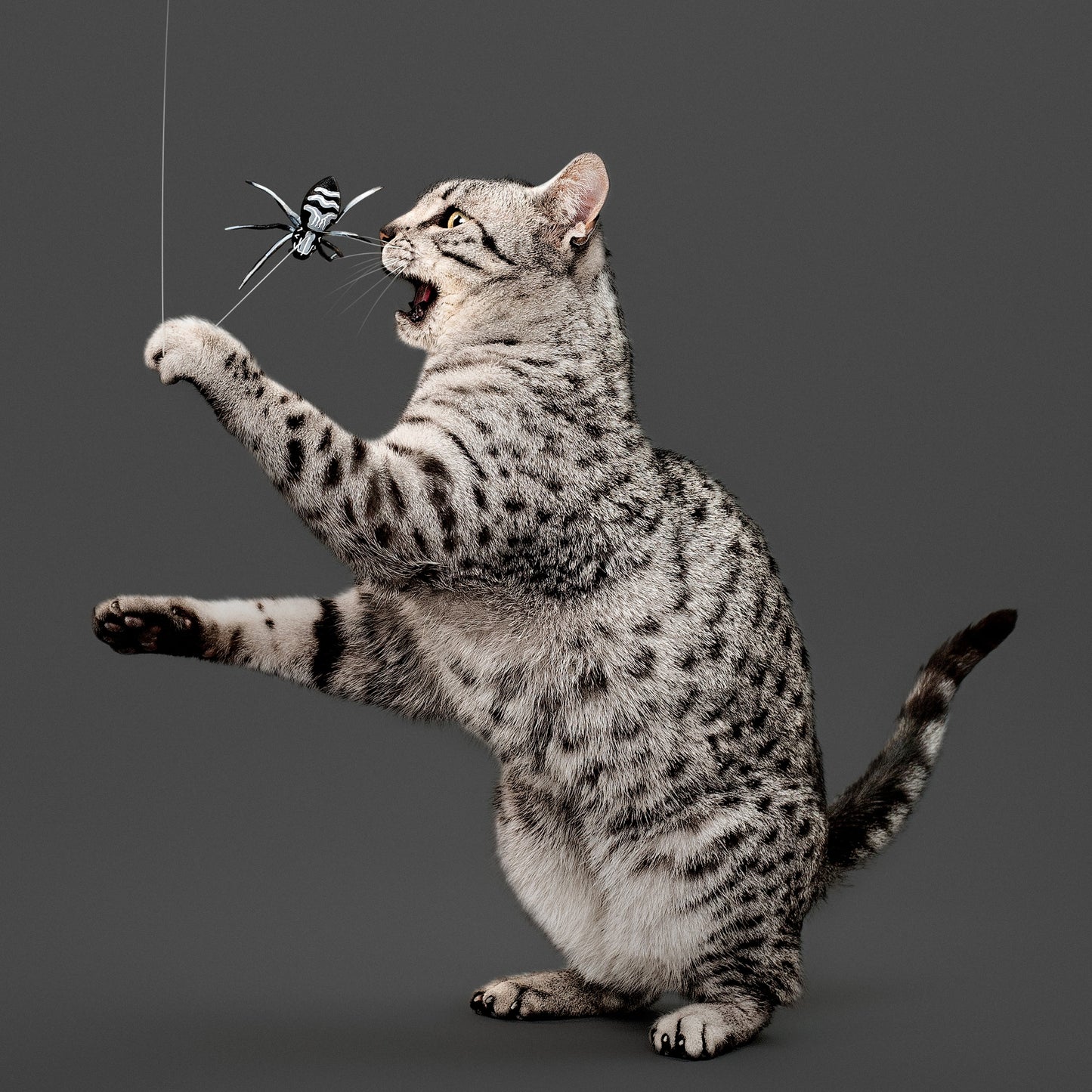 Playology Spider Teaser Cat Toy