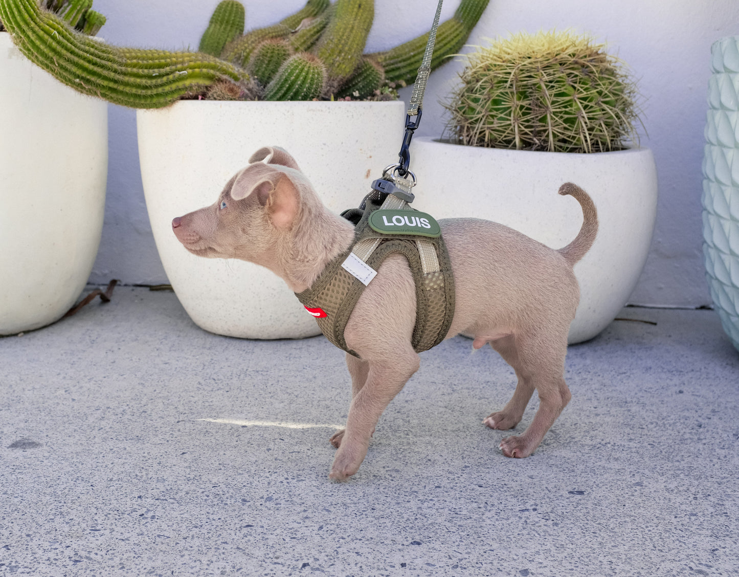 EzyDog FormFit Mesh Dog Harness