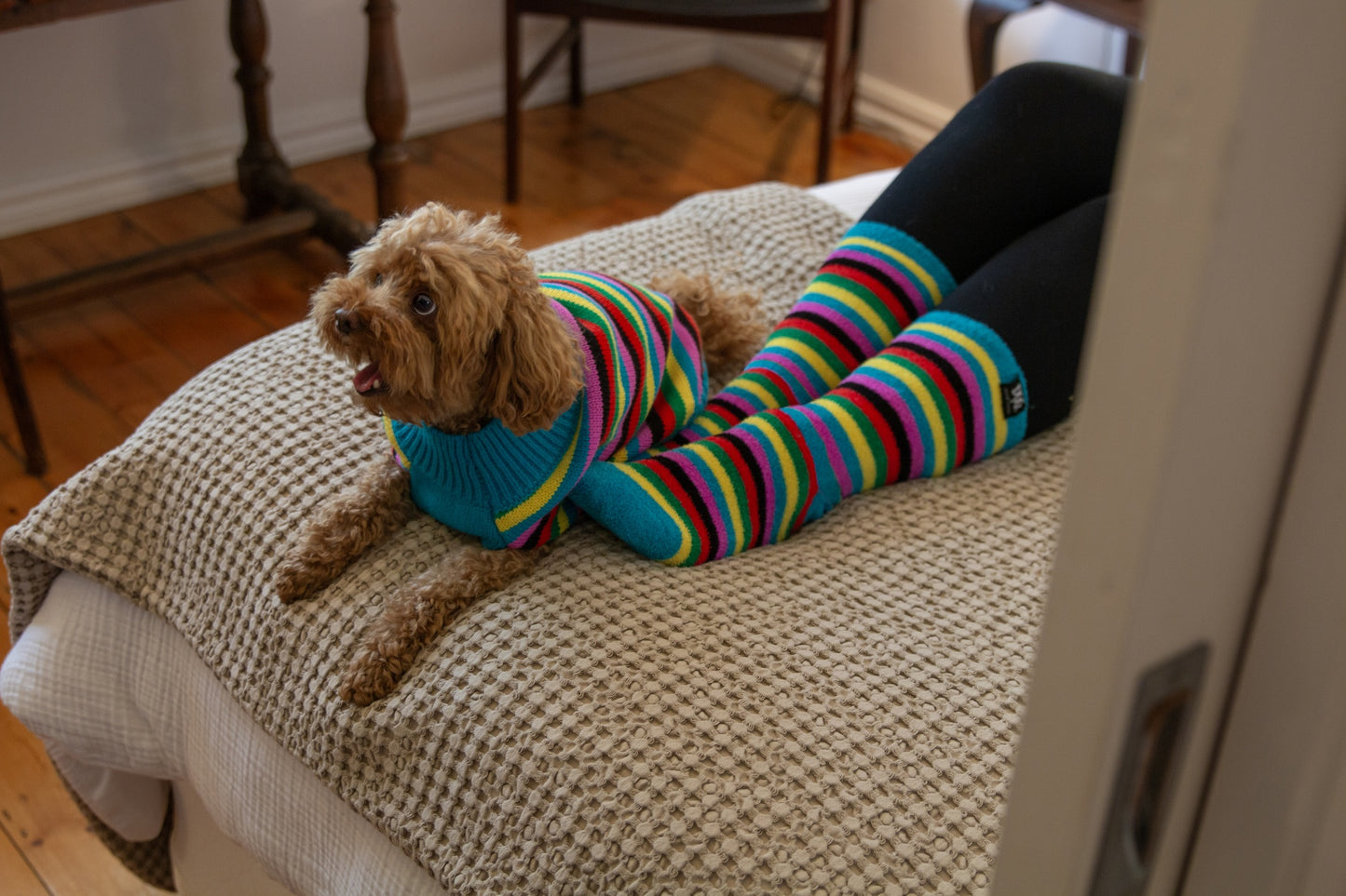 DGG Hooman Bed Socks - Rainbow Stripe