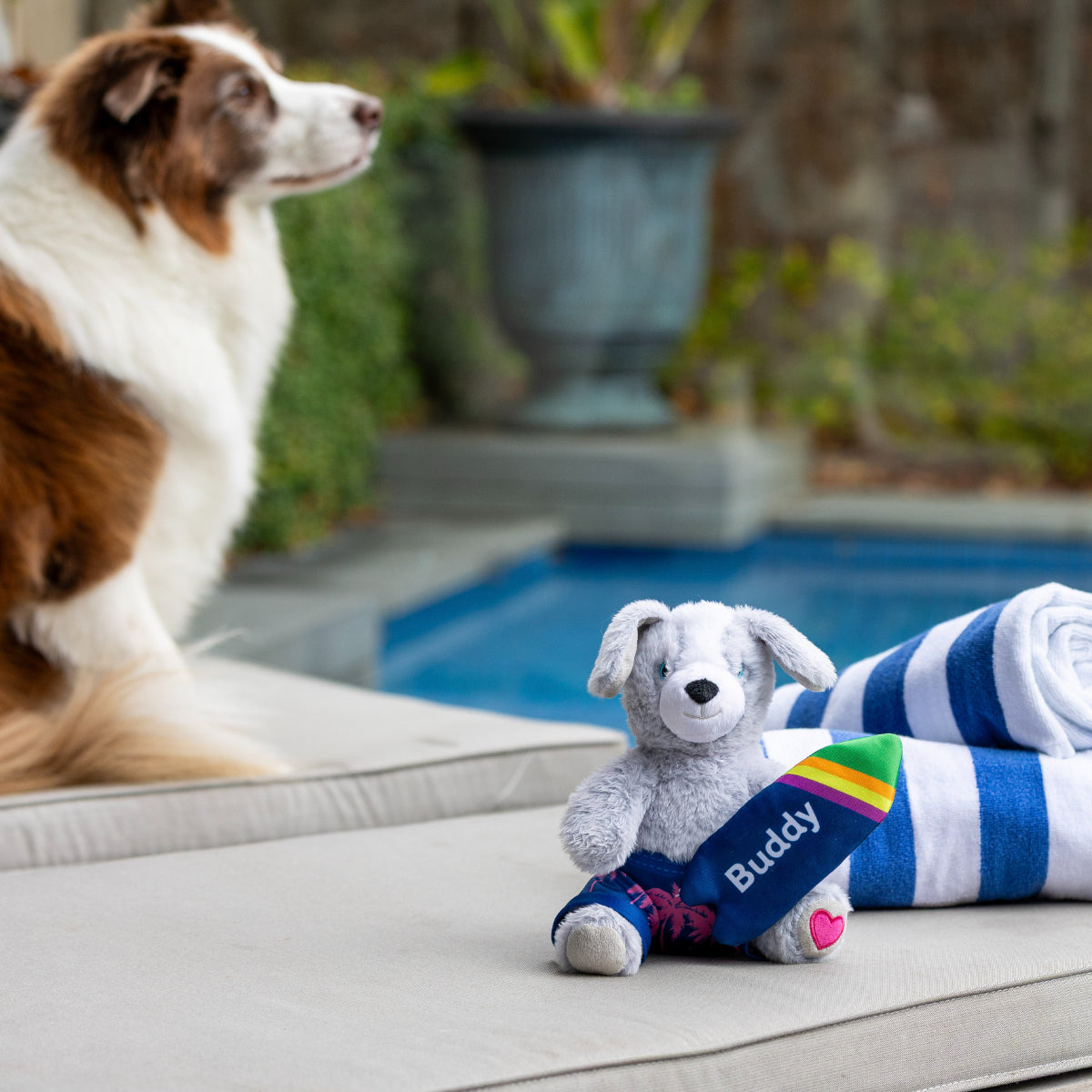 Petstock Foundation Surfer Buddy Dog Toy