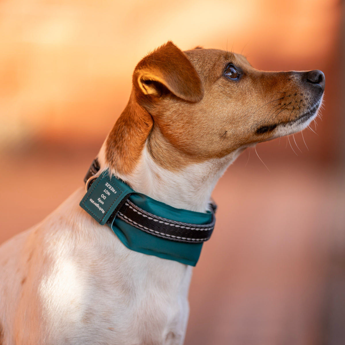 Lexi & Me Cooling Dog Collar Sleeve