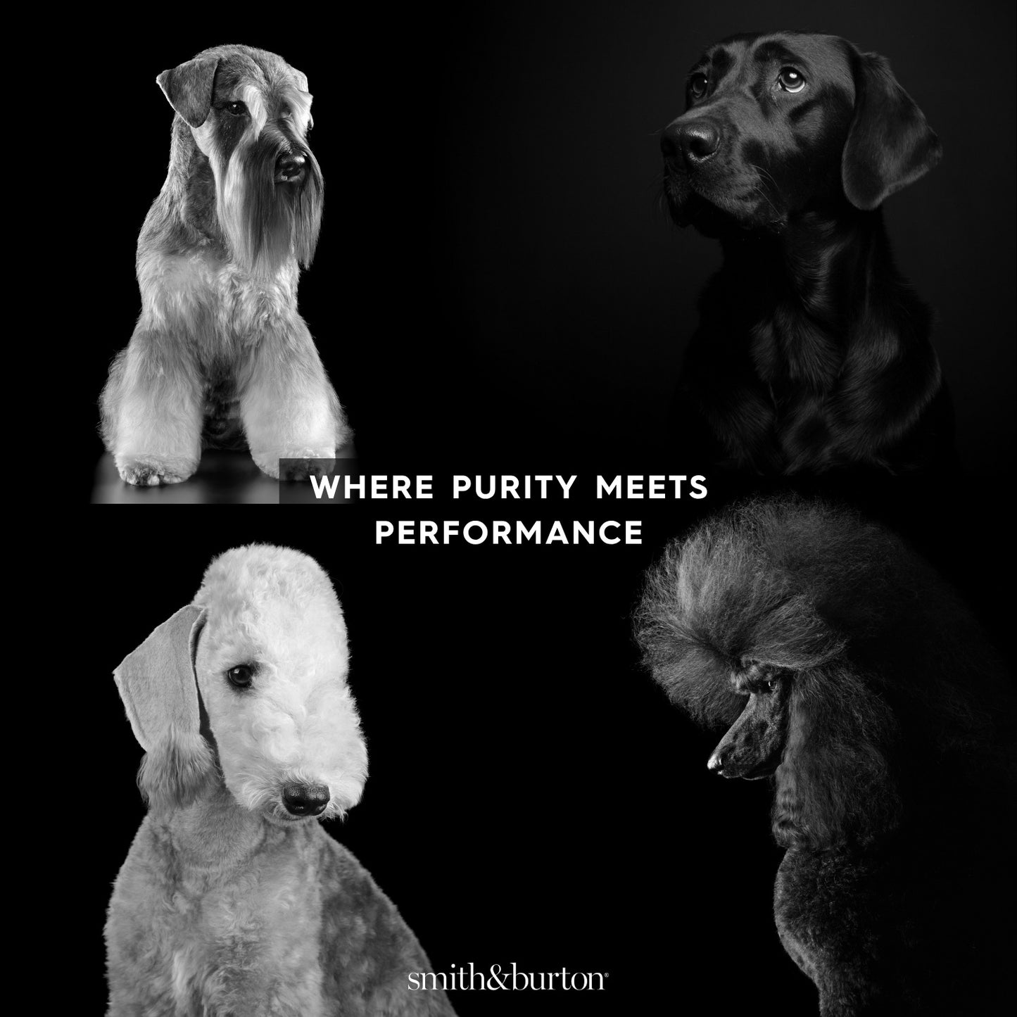 Smith & Burton Detoxifying Protein Shampoo for Dogs & Cats