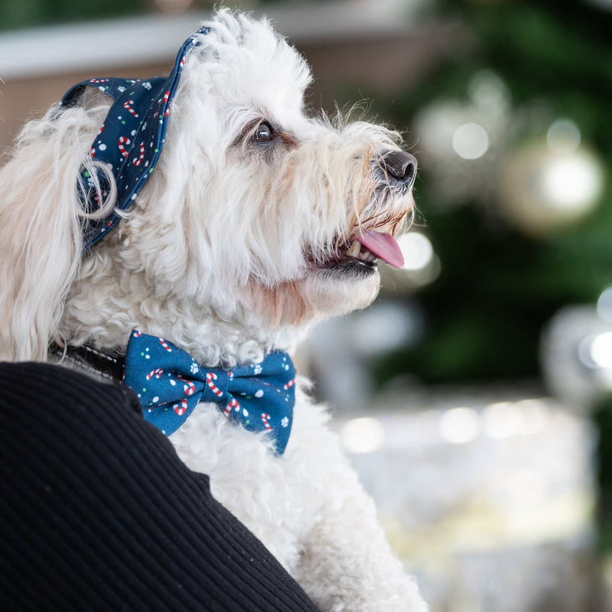 Petstock Christmas Bow Tie
