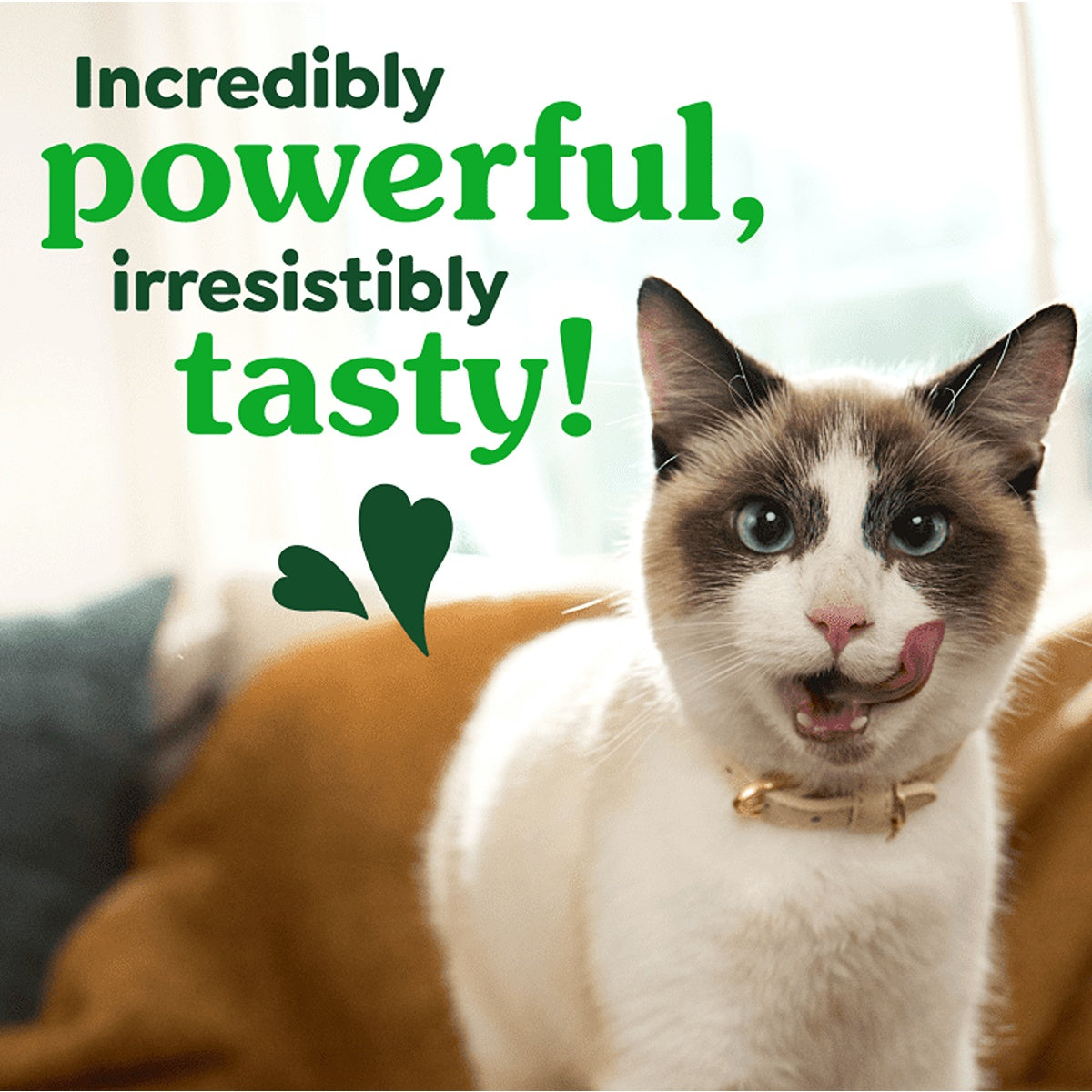 Greenies Catnip Flavoured Dental Cat Treats