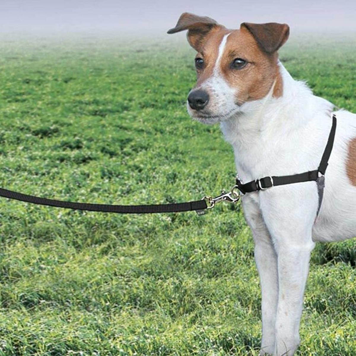 Gentle Leader Front Lead Harness