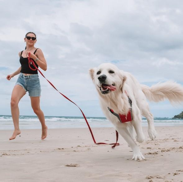 EzyDog Track N Train Leash