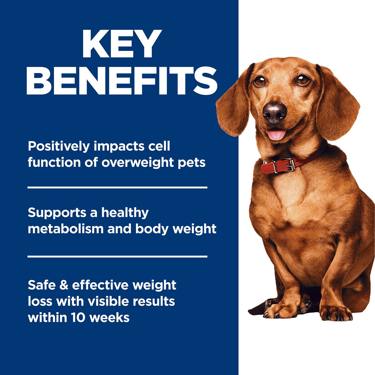 Hill's Science Diet Adult Perfect Weight Small & Mini Dry Dog Food