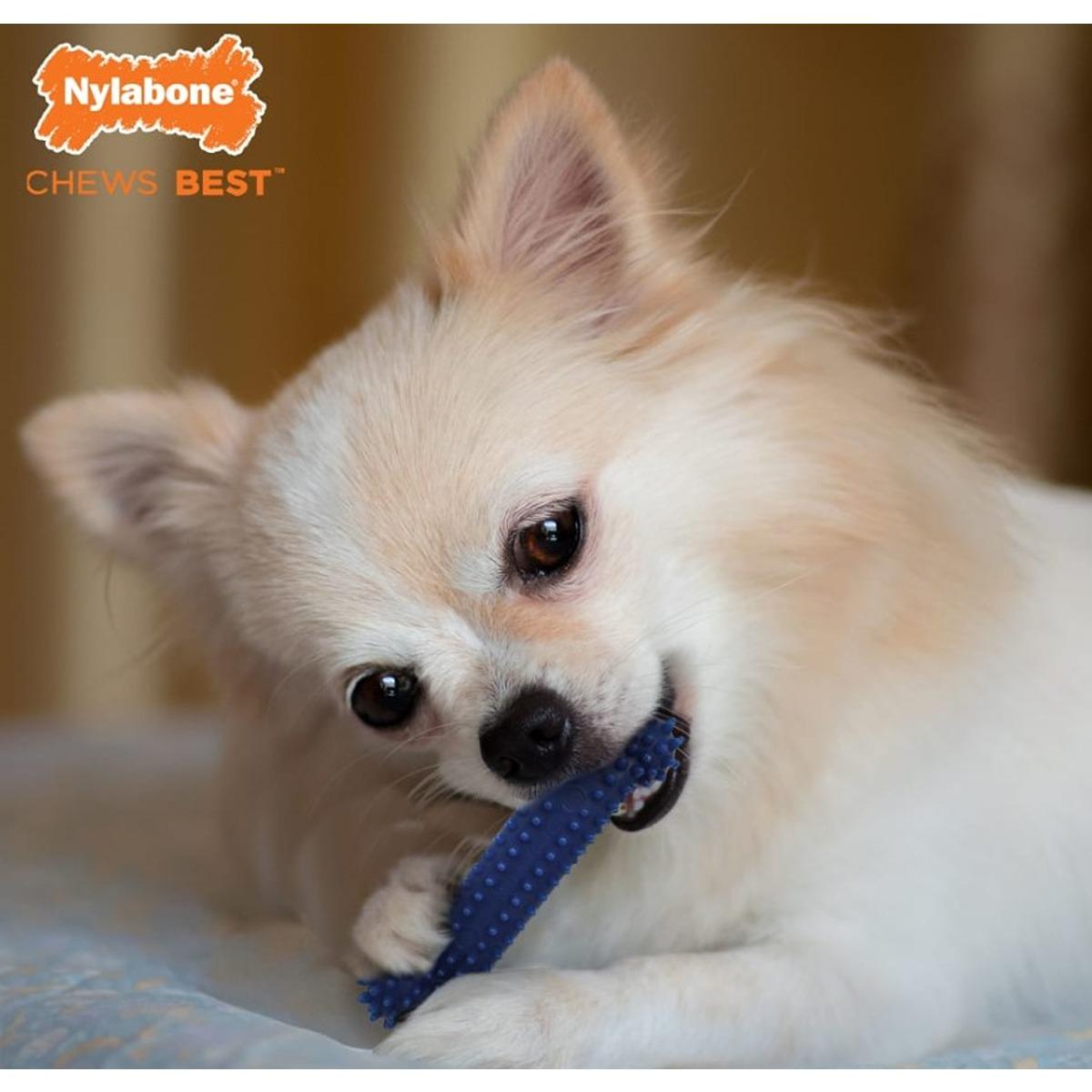 Nylabone Dental Chew Bone