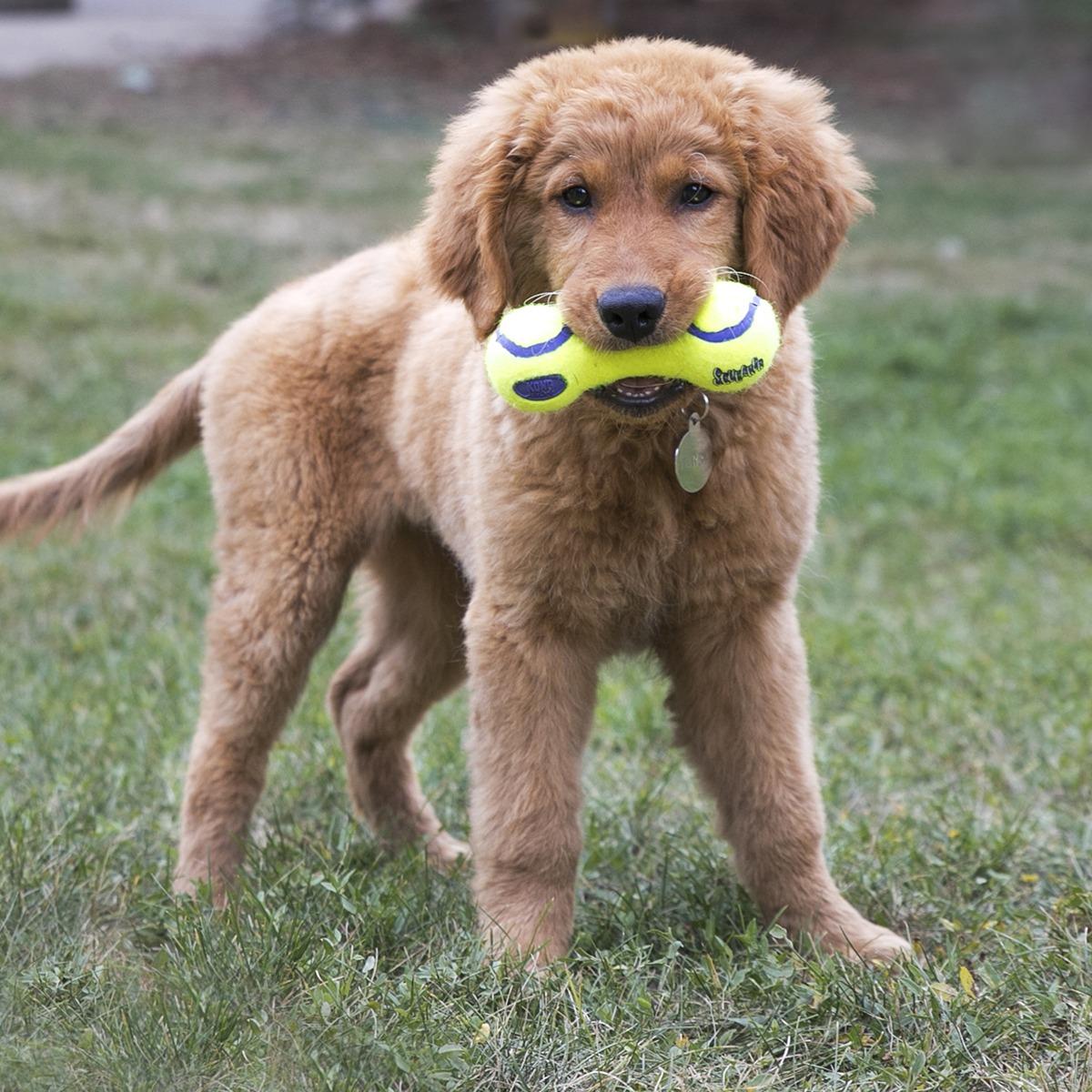 Kong AirDog Squeaker Dumb Bell