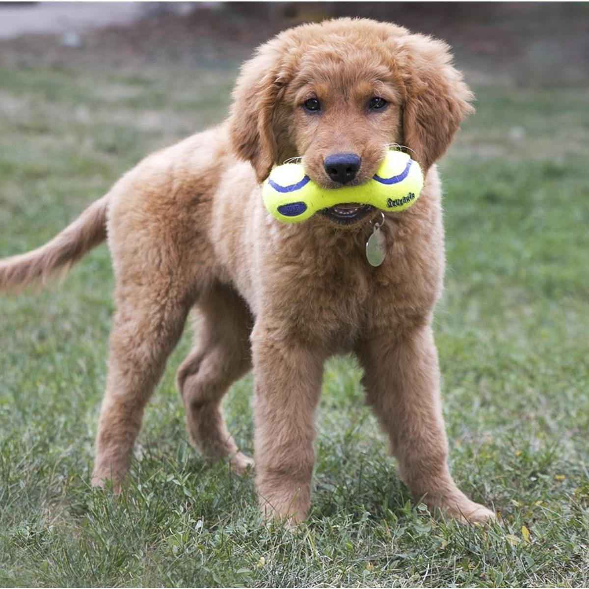 Kong AirDog Squeaker Dumb Bell