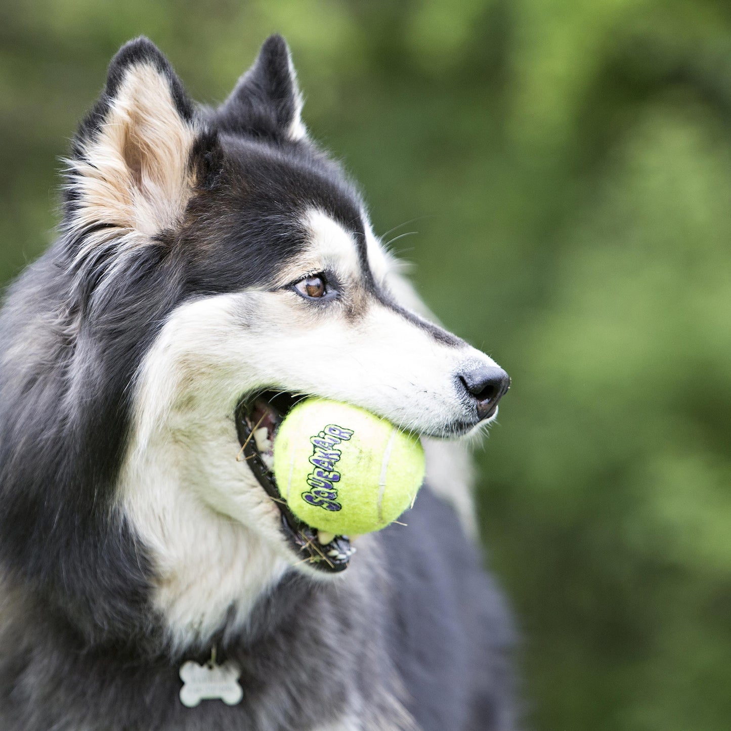 Kong Air Dog Squeaker Tennis Ball