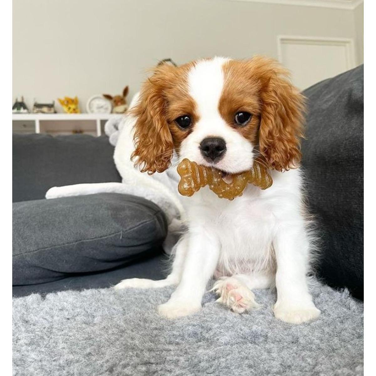 Nylabone Puppy Teething Ring Toy