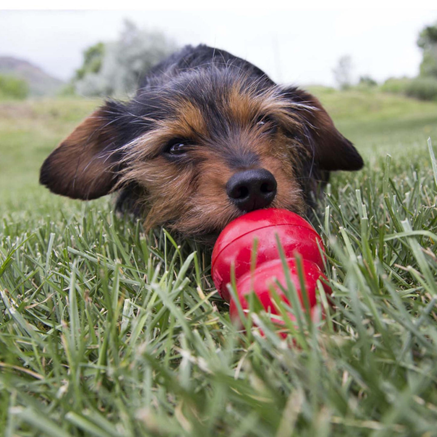 Kong Stuff N Peanut Butter Treat