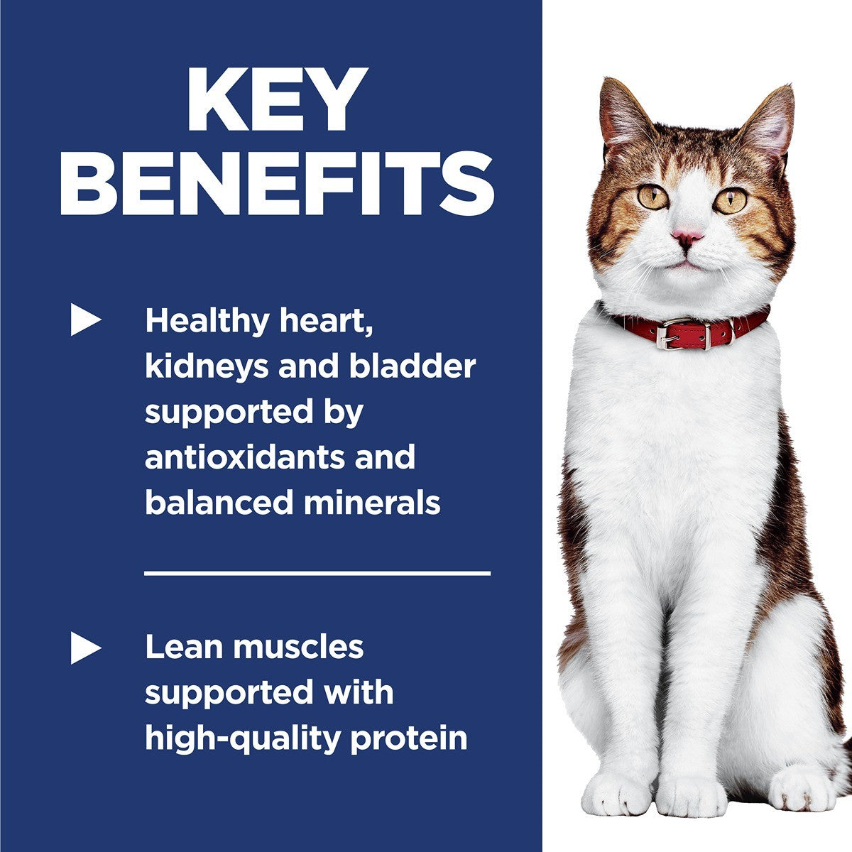 Hill's Science Diet Adult 7+ Senior Dry Cat Food