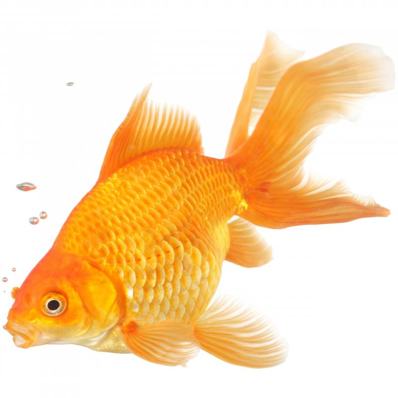 Live Fish Fan Red
