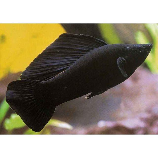 Live Fish Molly Assorted