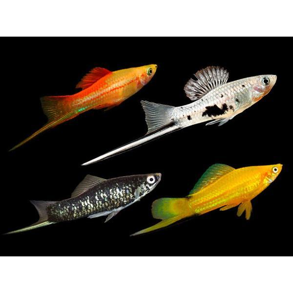 Live Fish Swordtail Assorted