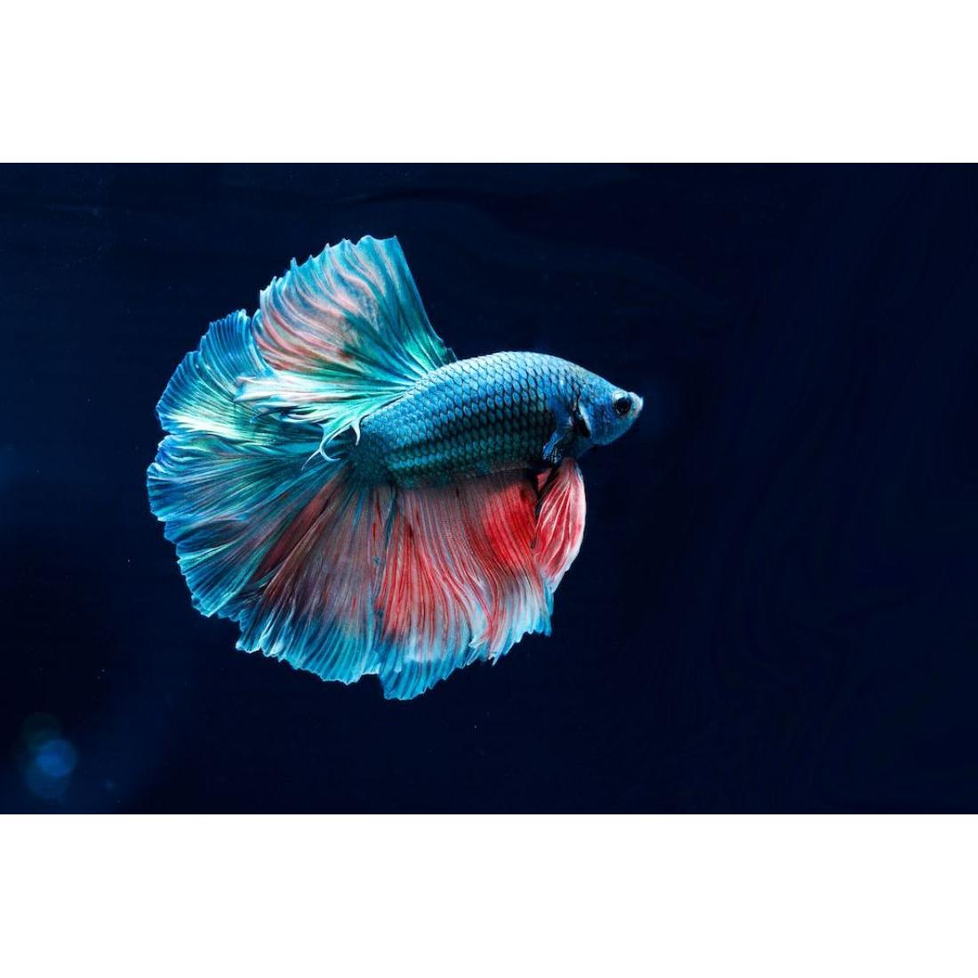 Live Fish Fighter Male Assorted