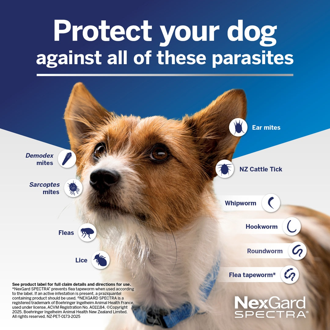 NexGard Spectra Flea & Tick Chew Extra Small Dogs Under 3.5kg
