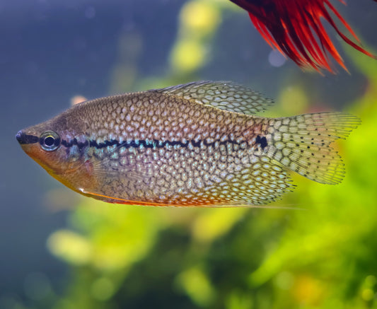 Live Fish Pearl Gourami