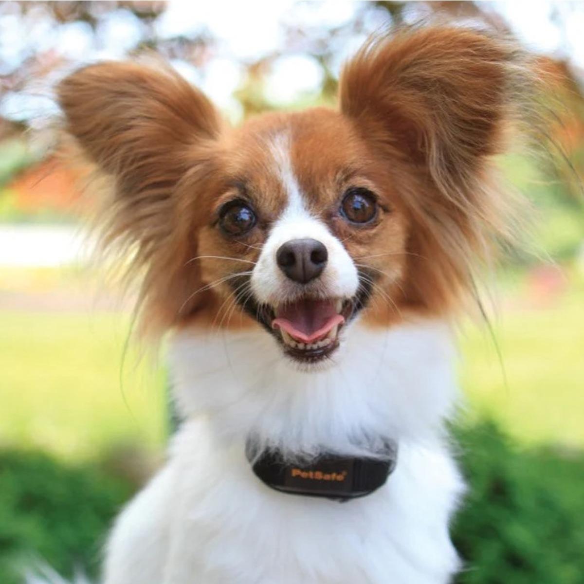 Petsafe Vibration Bark Control