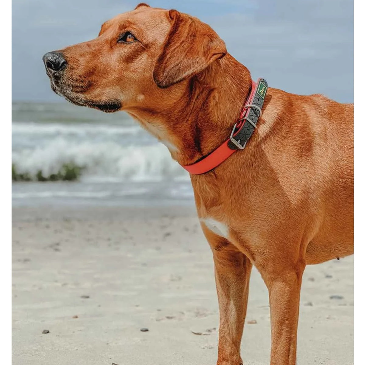 Hunter Convenience Comfort Dog Collar