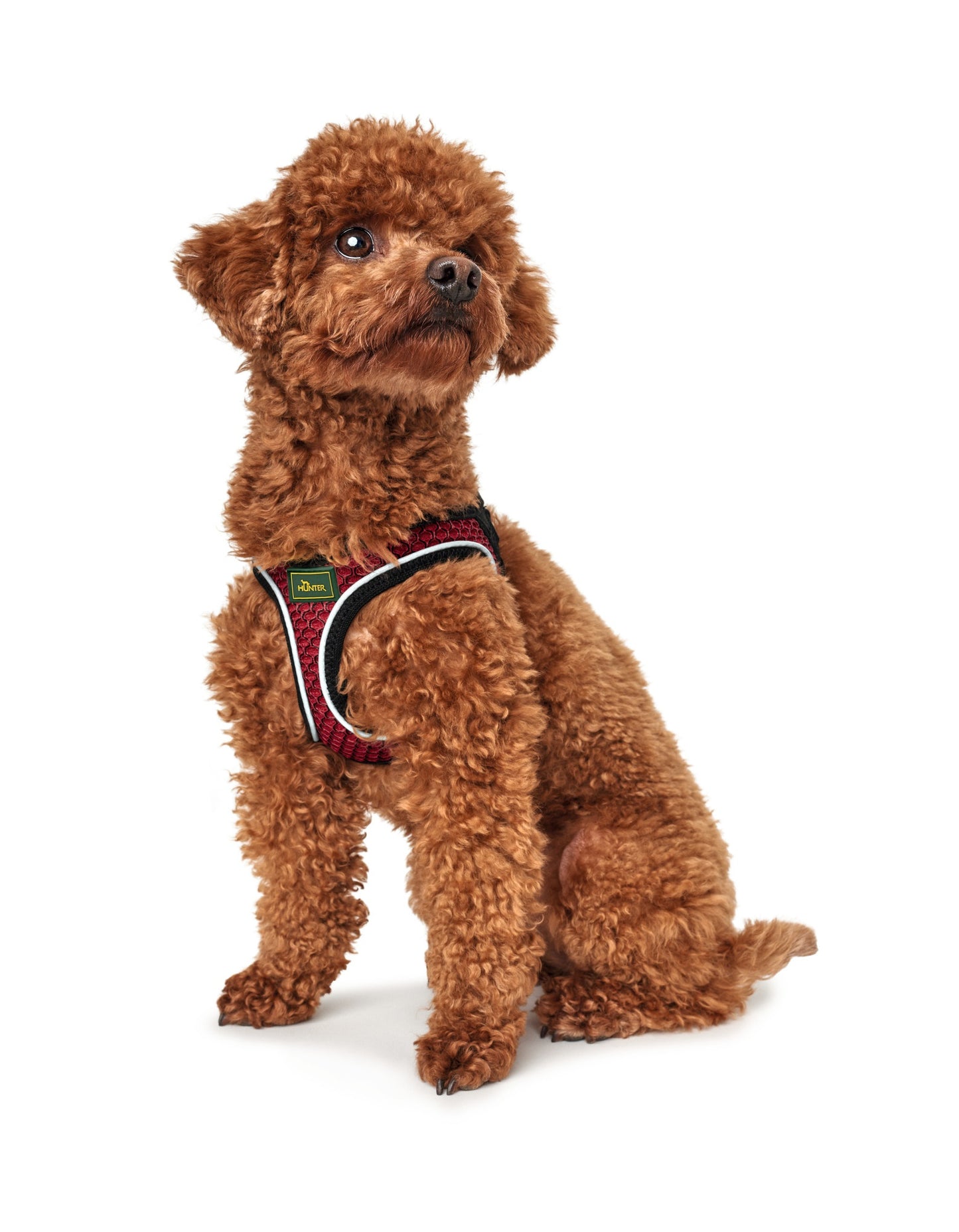 Hunter Hilo Harness for Dogs