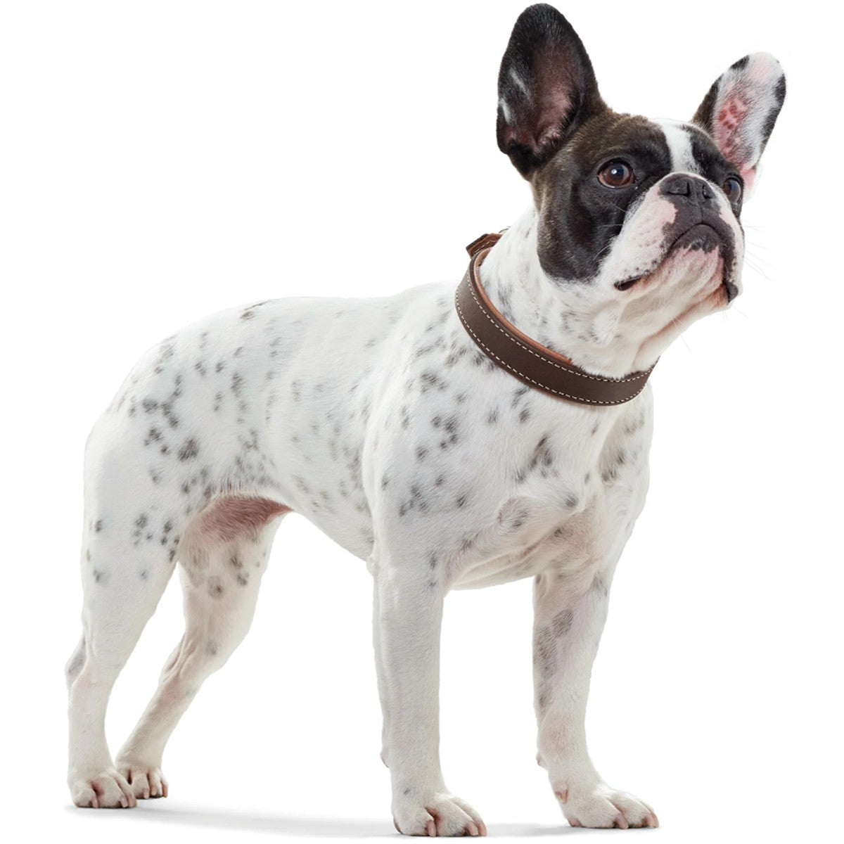 Hunter Porto Leather Dog Collar