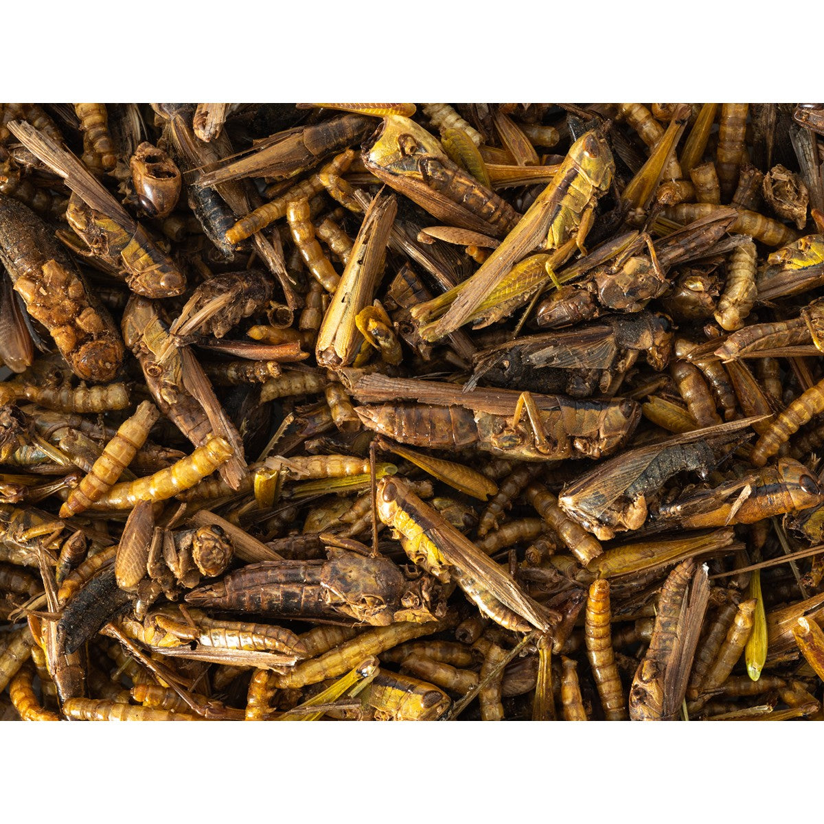 Topflite Insect Medley